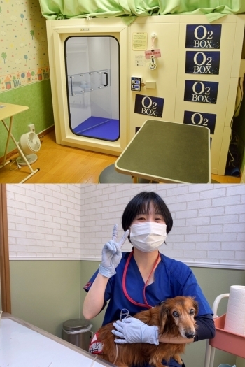 酸素ボックスはTV・空調付きで、大人が2名ほど入れます（上）「花川ルル動物病院」