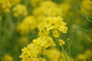 菜の花の黄色はレイソルのチームカラー…
