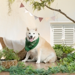 ワンちゃん撮影会に参加しました♪　　【柴犬】マロン