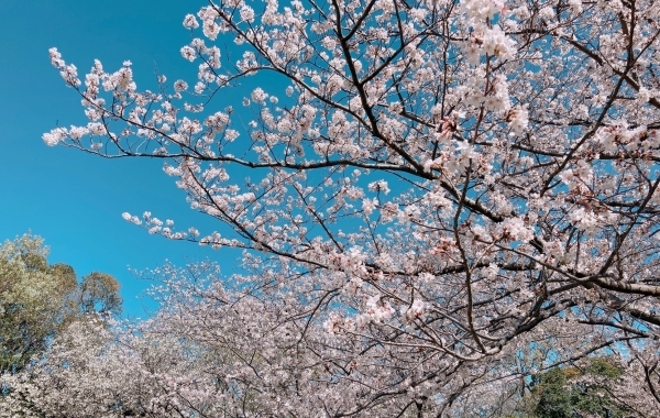 【最新版】千葉県の桜の開花状況（千葉・船橋・市川・習志野・鎌ケ谷・八千代）2024年