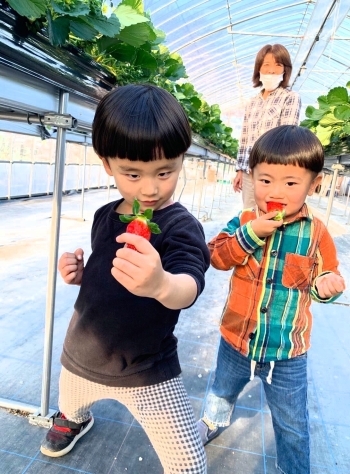 お気に入りのいちごを見つけてね！「こひろファーム いちご園 」