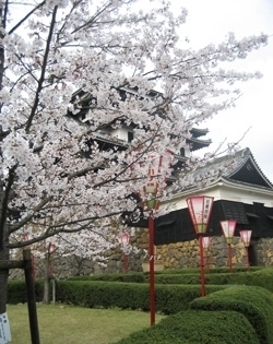 松江周辺で桜の綺麗なお花見スポット！　TOP3★