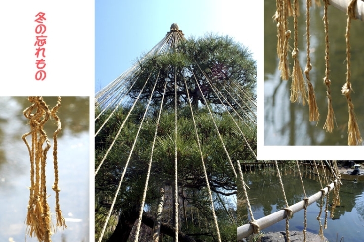 雪の多い土地でもないのに　雪がこいが<br>縄の芸術も　もう　お役御免だね！（甘泉公園にて）