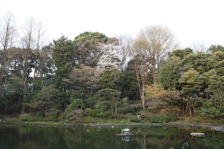 池を見下ろす山桜が風情があって戸越公園ならではの風景です。