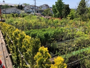 果樹・花木・生垣など多種多様な植木を管理しております。「株式会社埼玉植物園」
