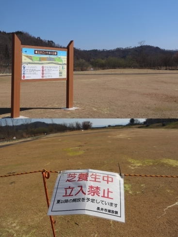 芝は養生中ですので、少しお待ちを。「長井市の、《最上川こいで河川公園》に伺ってきました❕」