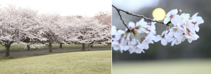 朝日を浴びた桜が幻想的に見えます。