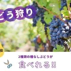 【夏休み特別企画!】もぎたてぶどう体験&ひんやり川遊びで最高の思い出を!~泉州中央エリアの夏を満喫!~