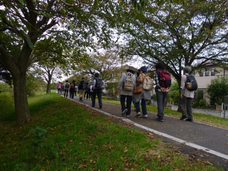 柏原の桜並木を歩いてます。桜の季節でなかったのが悔やまれます。