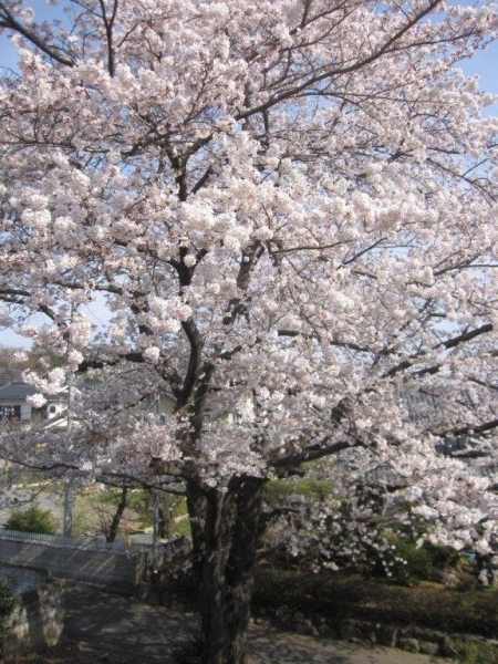 今年も見事に咲きました！　毎日眺めて楽しんでいます。<br>大きすぎてカメラのフレームに入りきらず、全景が撮れません。