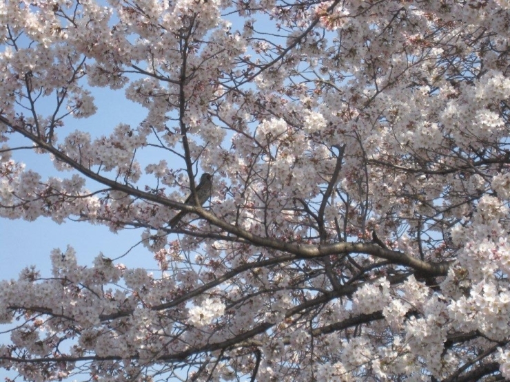 鳥が花びらをついばんでいます。