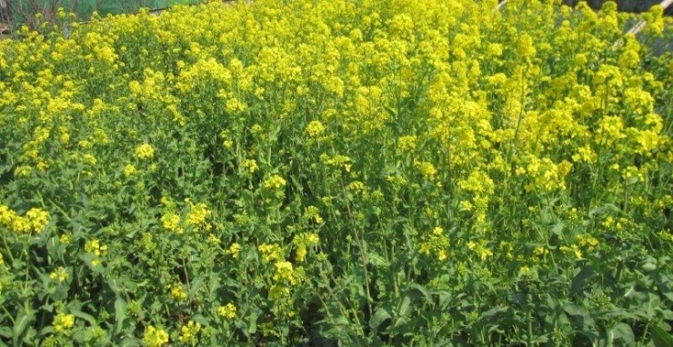 菜の花と桜は相性がいいですね。　狭山市内で一緒に写真に撮れる所を探しています。