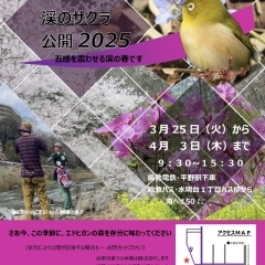 渓のサクラ公開2025 3月25日(火)~4月3日(木) 川西市水明台1丁目傾斜地付近