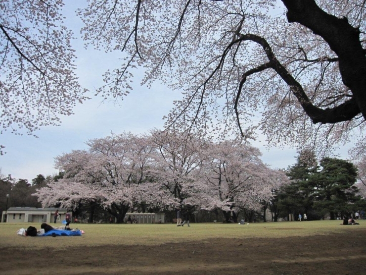 稲荷山公園の桜