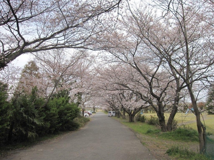 昭代橋西　奥富運動公園駐車場入り口の桜