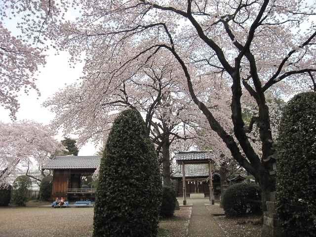 桜の下のベンチでシニアのご夫妻がお弁当を食べていました