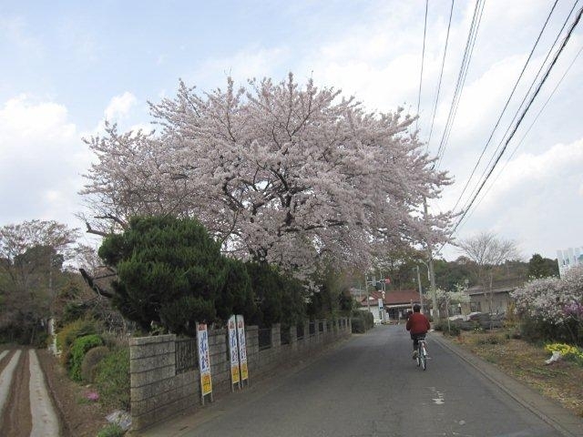 庭先から道路にこぼれる様に咲いている（堀兼）