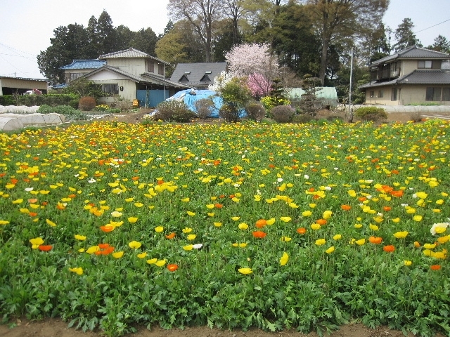 桜を探していたら、ポピー畑を見つけました