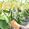 舞鶴発祥の京野菜!舞鶴で最速の出荷を誇る嵯峨根農園の「万願寺とうがらし」
