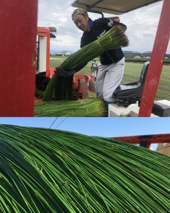 熊本県でのい草の刈り取りのお手伝いの様子「ヒラマ畳工業」