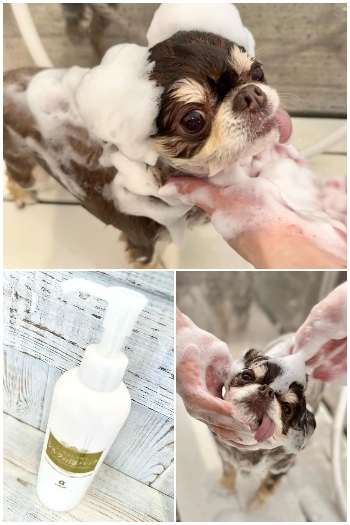 化学物質や合成着色料不使用の安心安全泡パック「Dog Salon tio」