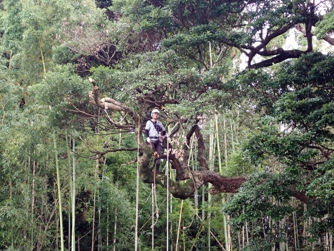 「紳成産業」樹上作業のスペシャリスト「空師」が木のお悩みをスッキリ解決