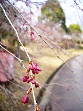 興奮する私の心とは裏腹に、頑なに心閉ざす名物のしだれ桜･･･