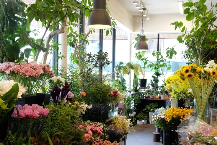 「Flower shop hanamo」カフェがコンセプトの心地良い店内　胡蝶蘭やスタンド花も承ります