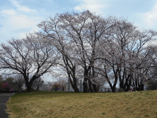 中川八幡山公園。７分咲き位。「都筑区内ソメイヨシノ（桜）の開花状況（３月２７日現在）」