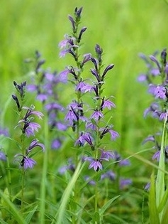 「今日のお花　サワギキョウ」