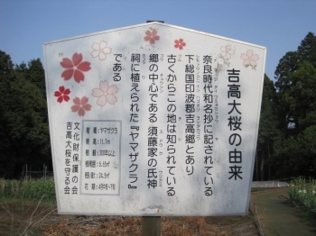 桜の近くにあった、由来が書かれている看板。