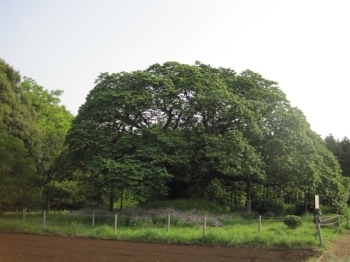 緑の桜も見事だぞ！