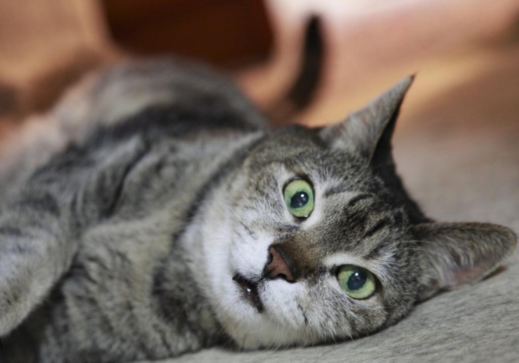 あの島津山の名士元参議院議員宇都宮徳馬家で飼われていた猫の子供！<br>東五反田の「フラワー永野」さんの飼い猫です♪