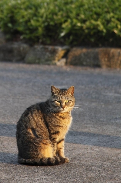 戸越公園で早朝飼い主さんについてきてラジオ体操してました