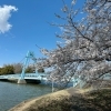 水元・柴又・鎌倉周辺の人気お花見スポット(桜名所)
