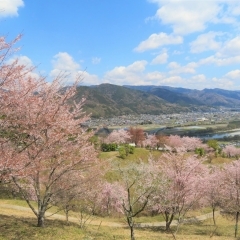 桜ケ丘公園