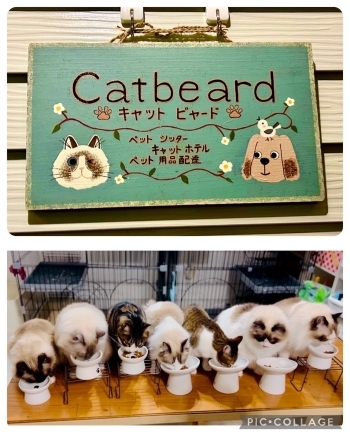 沢田宅の飼い猫。8匹います「catbeard」
