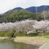西の池桜公園