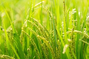 山形県産と宮城県産飼料米を使用し育てています。「株式会社アイオイ」