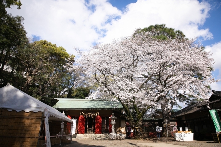 「前原御嶽神社」御朱印巡りやお花見、記念撮影に　フォトスタジオもある神社です