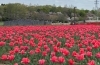 さいたま市 西区 公園 大宮花の丘農林公苑