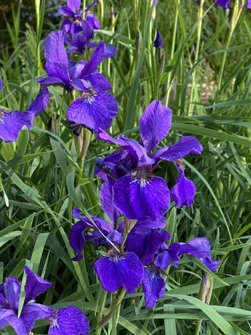 いずれがあやめか杜若。これはカキツバタかな？「季節は確実に春から初夏へ。」