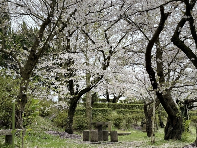 ここの桜も、とても綺麗でした🌸「お花見レポート＠レネゲード vol.6」