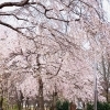 北柏ふるさと公園