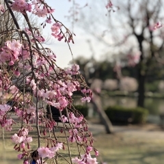春だ！サクラだ！親子でお花見ピクニック＠上尾丸山公園