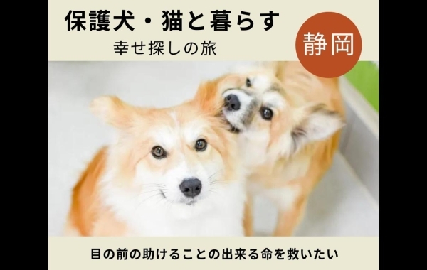 【静岡市】保護犬・猫の活動