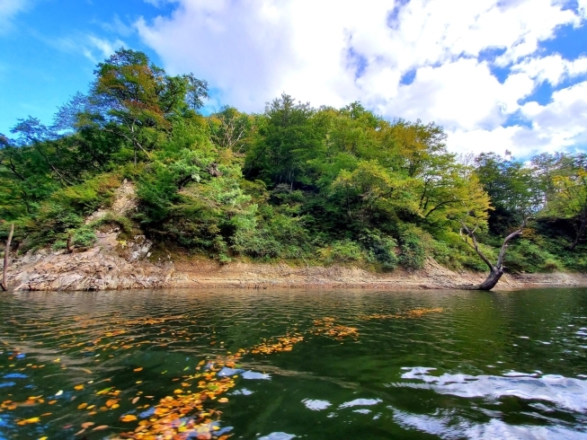 湖面の紅葉も絵になります。「10月16日から始まる《長井 百秋湖の遊覧船》のプレ遊覧に行ってきました。」