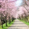 桜並木のサイクリングロード|歌志内市