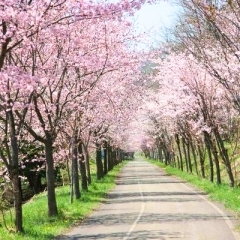 桜並木のサイクリングロード｜歌志内市