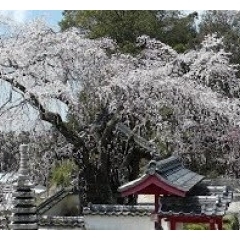 開花だより「高月院のシダレザクラ」豊田市